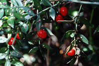Ruscus aculeatus